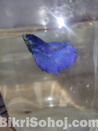 Halfmoon fighter